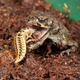 Image for article titled This beetle larva tricks its predator into becoming prey